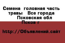 Семена (головная часть))) травы - Все города  »    . Псковская обл.,Псков г.